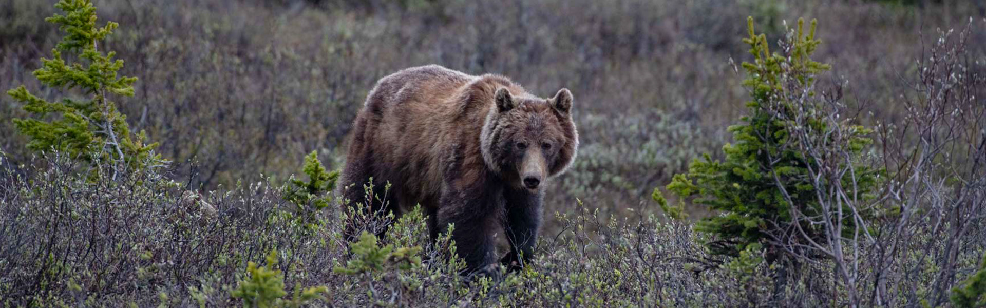 Visiting Bear Country