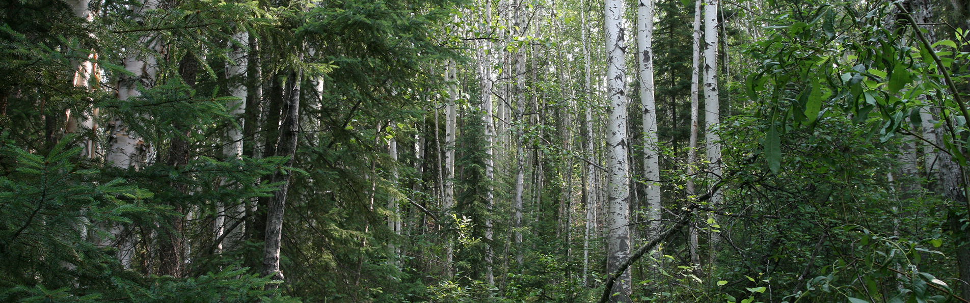 Alberta Parks