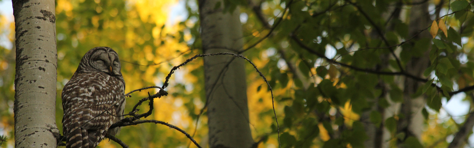 Alberta Parks