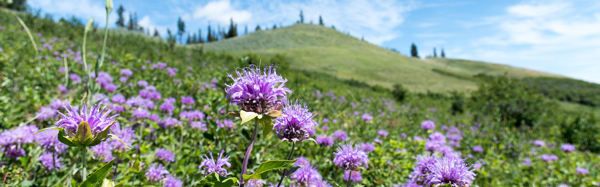 Alberta Parks