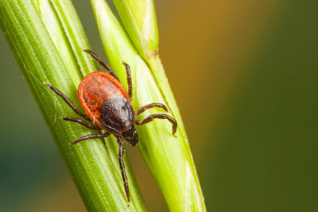 Tick